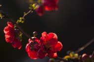 红色海棠花图片(7张)