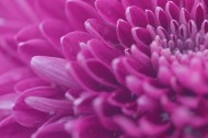 漂亮的紫色菊花微距图片(10张)