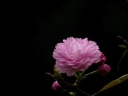 典雅芬芳的樱花图片(14张)