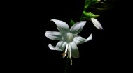 洁白的玉簪花图片(8张)
