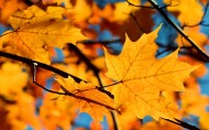 秋季唯美黄叶图片(12张)