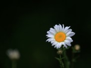 白色雏菊图片(13张)