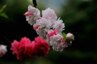 粉面桃花图片(30张)