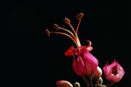 红萼龙吐珠花卉图片(10张)