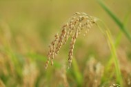 成熟的麦子图片(32张)