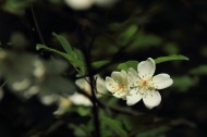 蔷薇花图片(10张)