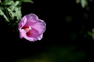 光影下的粉色木槿花图片(10张)
