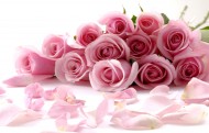 爱情之花粉色玫瑰图片(14张)