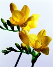 高清黄色花朵图片(6张)