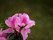 雨后的粉花杜鹃图片(10张)
