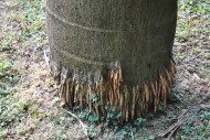 佛州王棕植物图片(3张)
