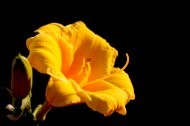 黄色丝瓜花图片(16张)