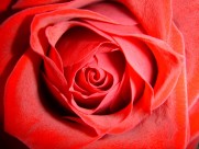 娇艳红色玫瑰花图片(15张)