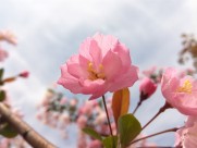 粉色的桃花图片(11张)