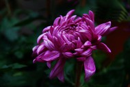 神秘的紫色菊花图片(9张)