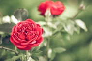 好看的红玫瑰花图片(11张)