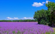 紫色薰衣草风景图片(11张)