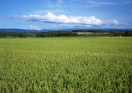 水稻图片(11张)