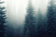 迷雾森林图片(5张)