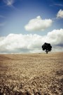 一棵孤独生长的树图片(10张)