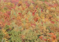 秋季森林图片(53张)