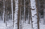 树林里的雪景图片(9张)