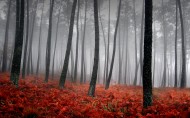 雾中美丽温柔的世界图片(36张)