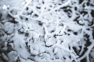 冬季结冰的树木图片(11张)