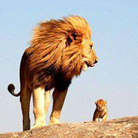 精选霸气的狮子头像qq图片大全