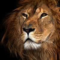 精选霸气的狮子头像qq图片大全