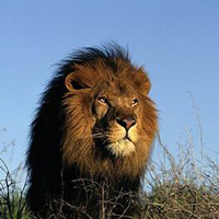 精选霸气的狮子头像qq图片大全