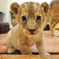 精选霸气的狮子头像qq图片大全