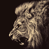 精选霸气的狮子头像qq图片大全