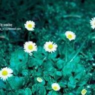 00后清纯森系卡哇伊女生qq头像图片