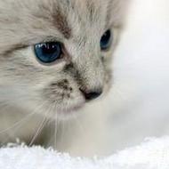 萌哒哒胖胖可爱的猫咪动物qq头像图片