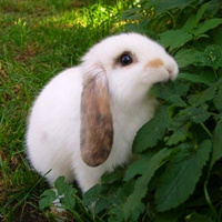 超萌可爱的动物兔子微信头像图片