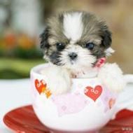 可爱卖萌的茶杯犬小动物qq头像图片