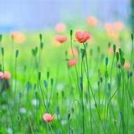 精选小清新微信景色头像图片大全