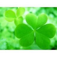 精选清新又迷人的qq景色头像大全