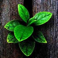 精选清新又迷人的qq景色头像大全