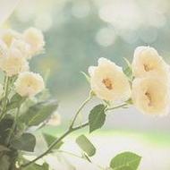 精选唯美小清新qq景色头像图片