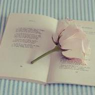 夏日清新美丽的花朵唯美意境qq头像图片