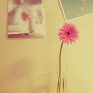 夏日清新美丽的花朵唯美意境qq头像图片