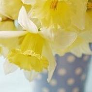 夏日清新美丽的花朵唯美意境qq头像图片