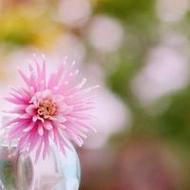 夏日清新美丽的花朵唯美意境qq头像图片