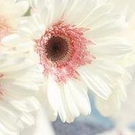 清新淡雅的花朵唯美lomo意境头像图片