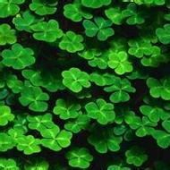 大自然清新绿色风景微信头像图片