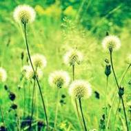 小清新男生qq唯美绿色景色头像图片