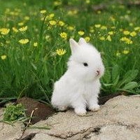 草地上毛绒绒小巧可爱的兔子头像大全
